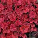 Heuchera Cherry Cola Coral Bells