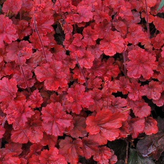 Heuchera Cherry Cola Coral Bells