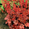 Heuchera Cherry Cola Coral Bells in the garden