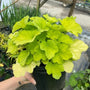 heuchera citronelle has bright yellow green scalloped leaves