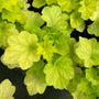 aerial look at the bright yellow green leaves of heuchera citronelle