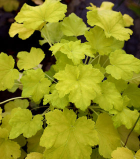 Heuchera Citronelle