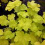 heuchera citronelle has bright highlighter yellow green scalloped leaves