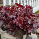 Dark-Red Leaves of Heuchera Cherry Truffles