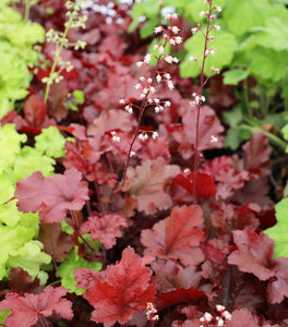 Heuchera Dolce Cherry Truffles