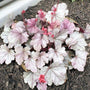 coral bells heuchera silver gumdrop small pink flowers and large silver leaves