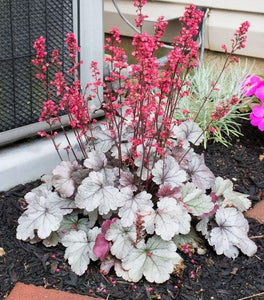 Heuchera Dolce Silver Gumdrop