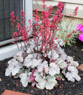 Heuchera Dolce Silver Gumdrop