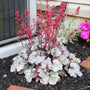 heuchera coral bells dolce silver gumdrop plant with pink flowers and silver-purple foliage 