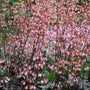 Heuchera Dolce Silver Gumdrop flowers