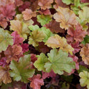 green, amber, burgundy-colored foliage on coral bells toffee tart plants