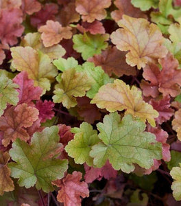 Heuchera Dolce Toffee Tart