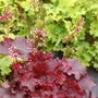 bright burgundy red ruffled leaves with tall pink flower stems