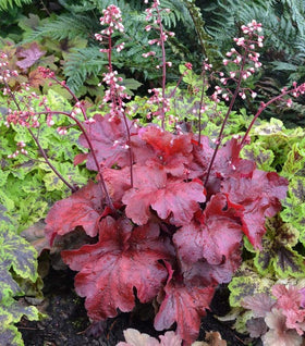 Heuchera Fire Alarm