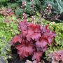 Heuchera Fire Alarm perennial leathery red leaves and pink flowers