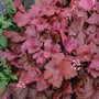 Heuchera Fire Alarm Plants as ground cover with red foliage and pink flowers