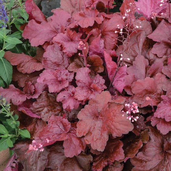 Heuchera Fire Alarm Plants as ground cover with red foliage and pink flowers
