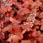 bright burgundy red ruffled leaves with tall pink flower stems