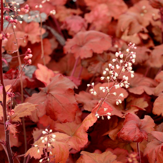 bright burgundy red ruffled leaves with tall pink flower stems