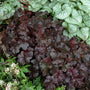 heuchera obsidian planted with brunnera jack frost