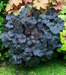 Heuchera Obsidian