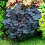 heuchera obsidian mixed with other heucheras