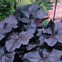black heuchera obsidian winter interest plants