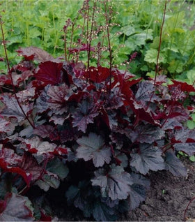 Heuchera Palace Purple