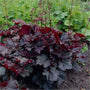heuchera palace purples dark purple leaves