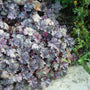 Heuchera Plum Pudding outdoor plant showing purple foliage and mounded growth in a garden