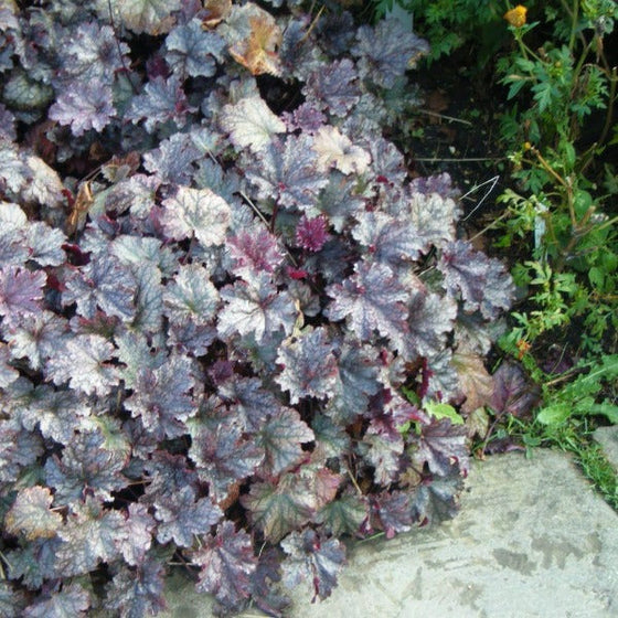 Heuchera Plum Pudding outdoor plant showing purple foliage and mounded growth in a garden