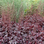 Heuchera Plum Pudding as a ground cover mixed with grasses adding statement plum color to garden