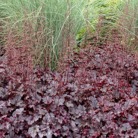 Heuchera Plum Pudding as a ground cover mixed with grasses adding statement plum color to garden