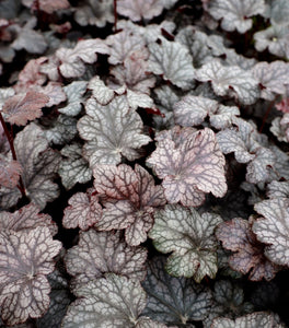 Heuchera Plum Pudding