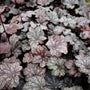 Heuchera Plum Pudding perennial groundcover with deep burgundy purple ruffled leaves