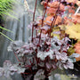 purple heuchera groundcover plant