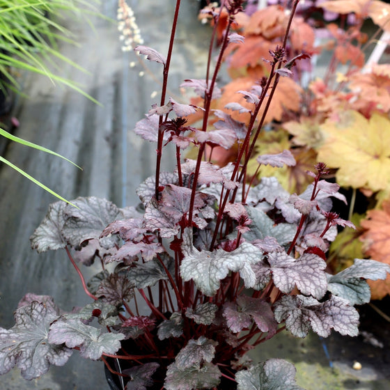 purple heuchera groundcover plant