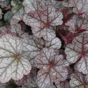 heurchera silver scrolls coral bells sold online has silver and burgundy foliage