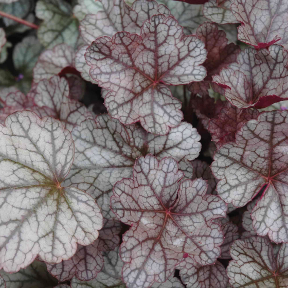heurchera silver scrolls coral bells sold online has silver and burgundy foliage
