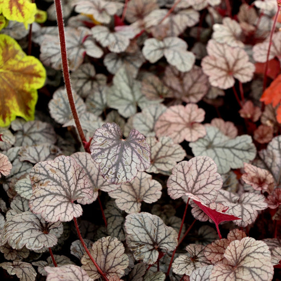 silver scrolls heuchera