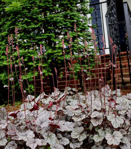 Heuchera Silver Scrolls