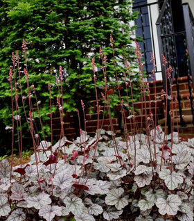 Heuchera Silver Scrolls
