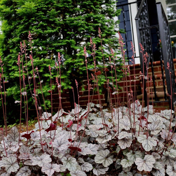 heuchera silver scrolls in the landscape