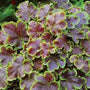 Heucherella Solar Eclipse is a shade evergreen perennial