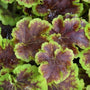 Heucherella Solar Eclipse has red leaves with neon green edges