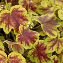 Heucherella Solar Eclipse