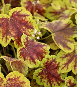 Heucherella Solar Eclipse