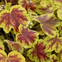 stunning leaves on heuchera solar eclipse