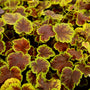 solar eclipse heuchera