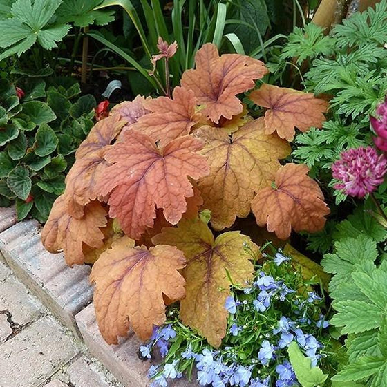 Heucherella Sweet tea in a mixed garden